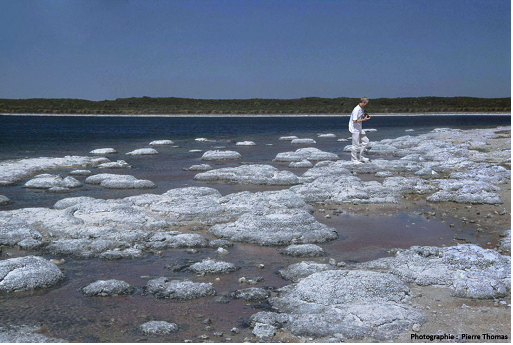 The biosphere, a major geological player - Encyclopedia of the