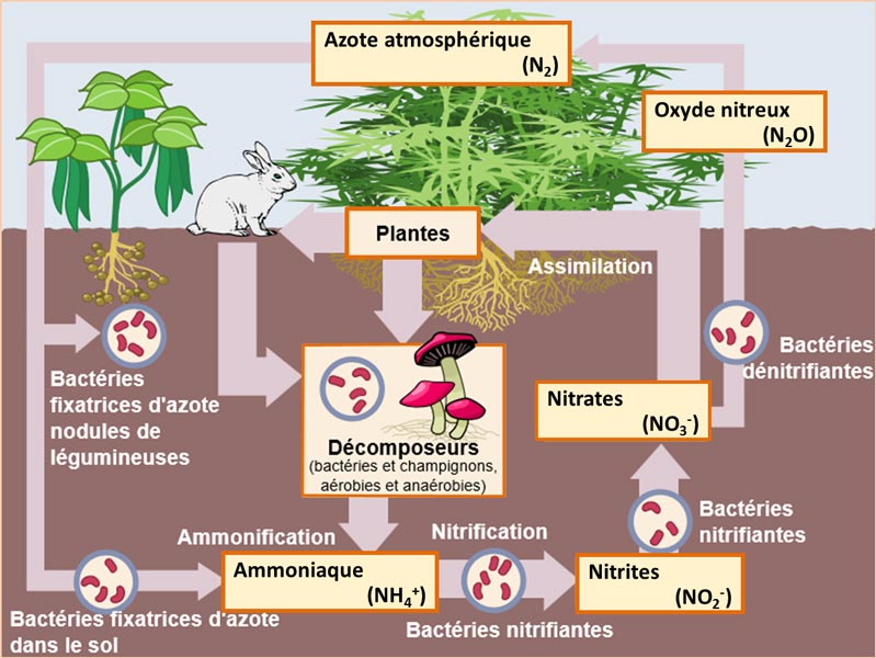 Plantes pour limiter les algues : définition et explications