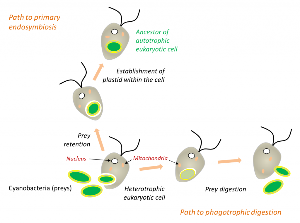 hypothesis 1 on the origin of the eukaryotic cell