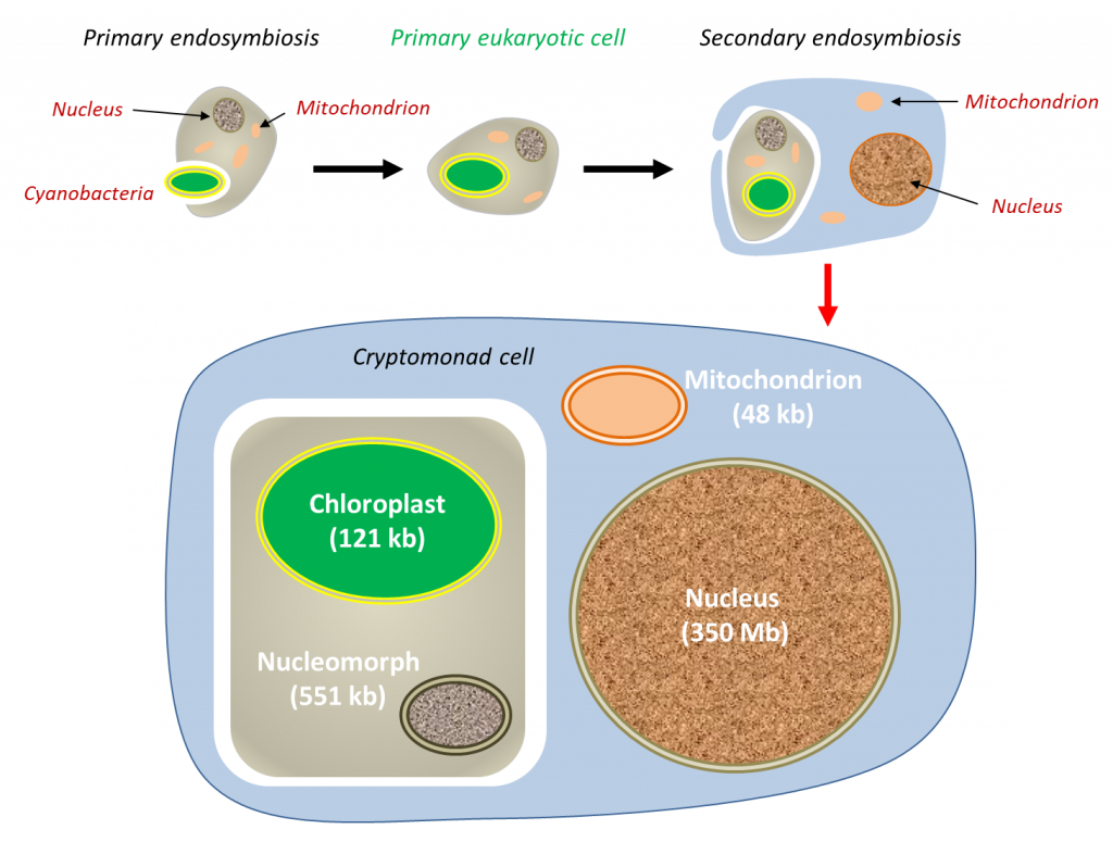 Symbiosis and evolution: at the origin of the eukaryotic cell