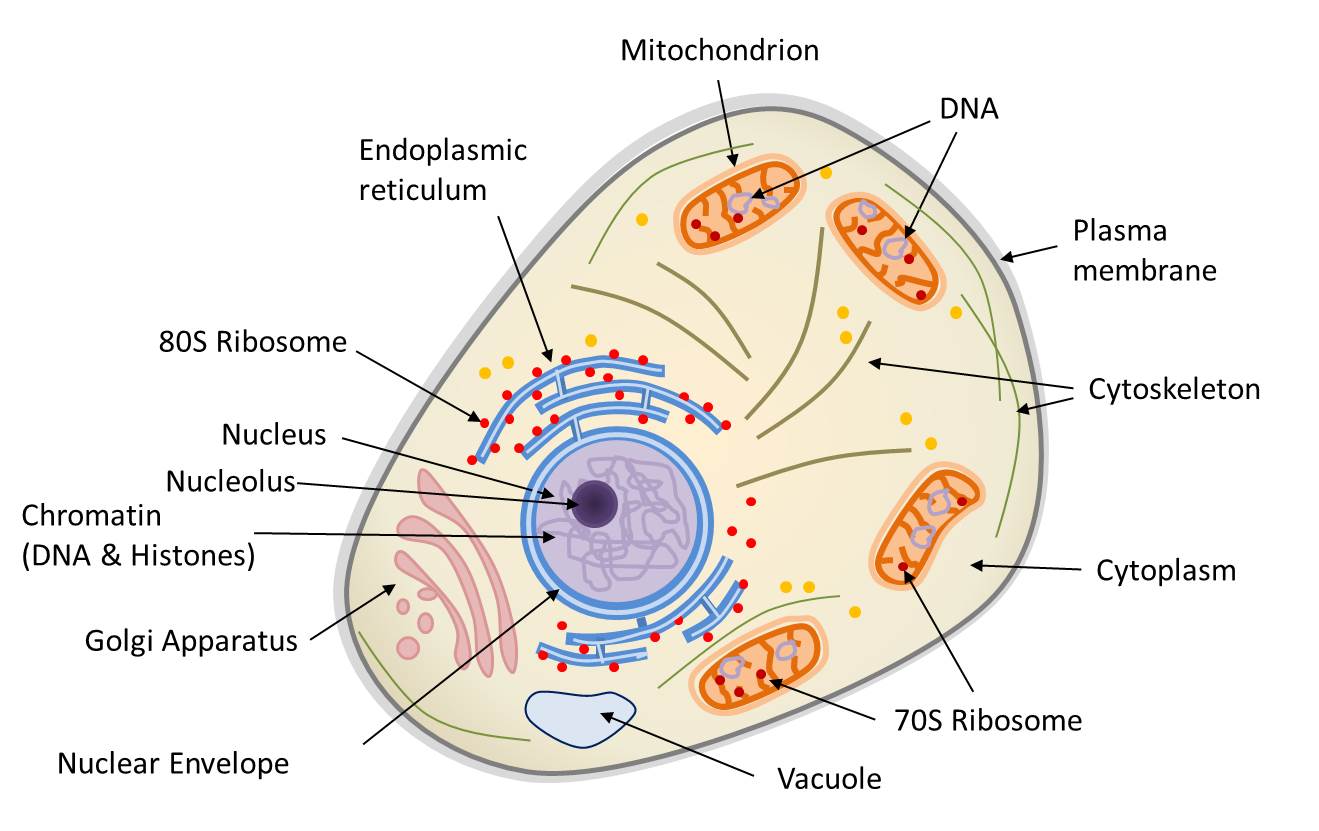 1 4 Eucaryotic Cell Structure Cell Structure Organelles Cell Gambaran