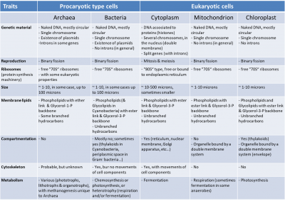 Symbiosis and evolution: at the origin of the eukaryotic cell ...