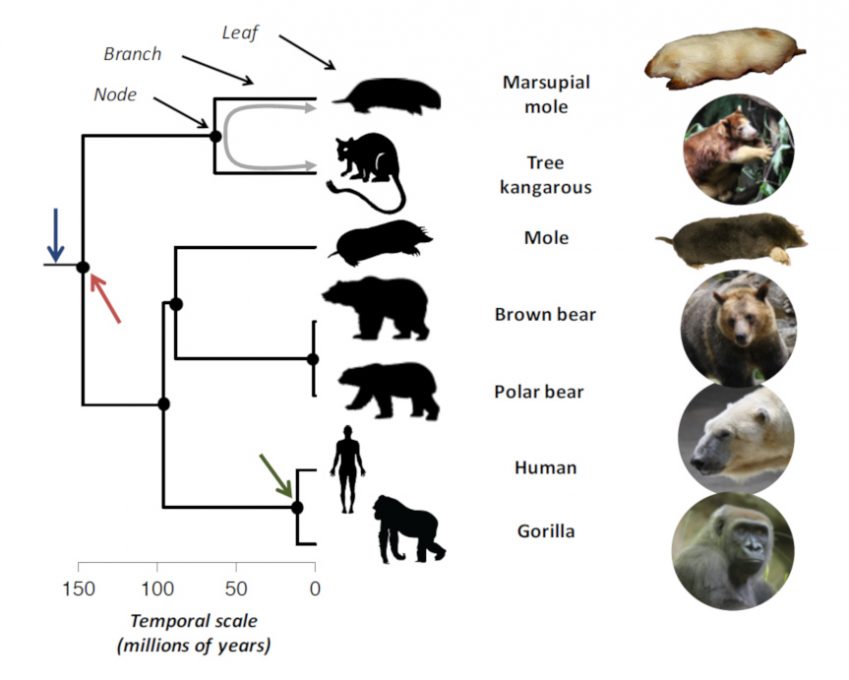 inheritance-or-convergence-the-winding-paths-of-species-evolution