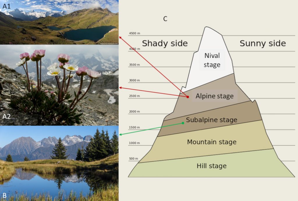 how-do-plants-cope-with-alpine-stress-encyclopedia-of-the-environment