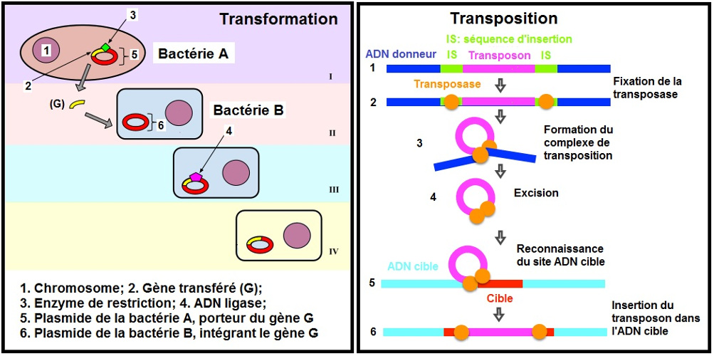 Antibiotiques Antibiorésistance Et Environnement Encyclopédie De Lenvironnement 2686