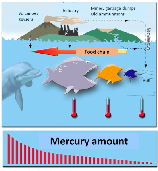 mercury contamination in fish