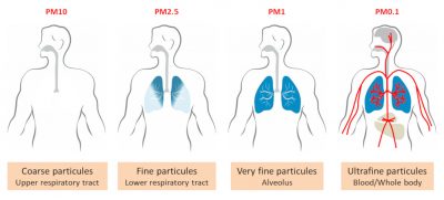 lung penetration particles pollution