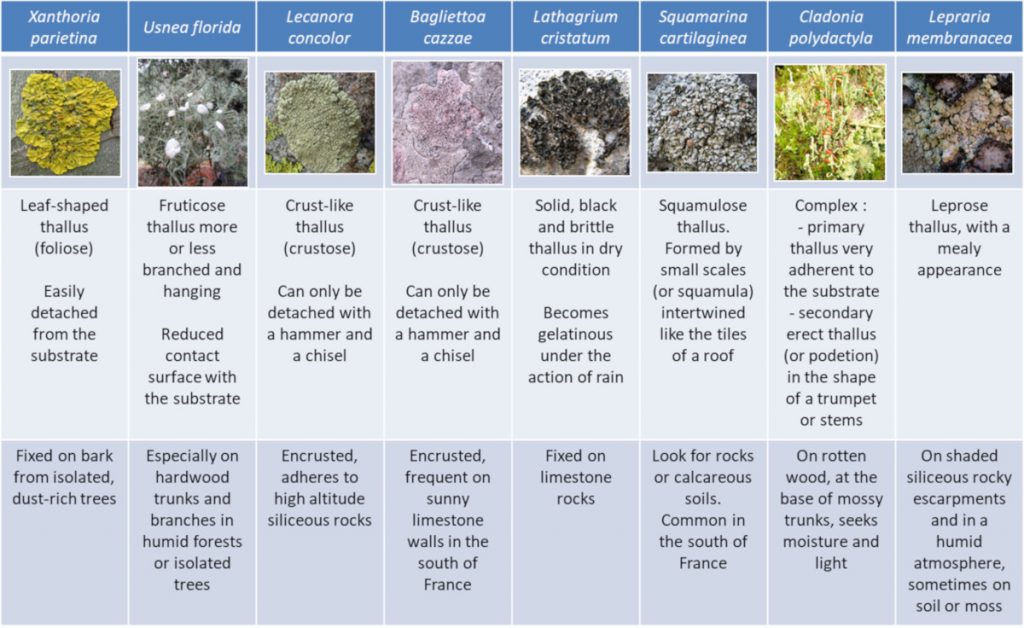 why-are-lichens-successful-pioneers-girard-gualterfing