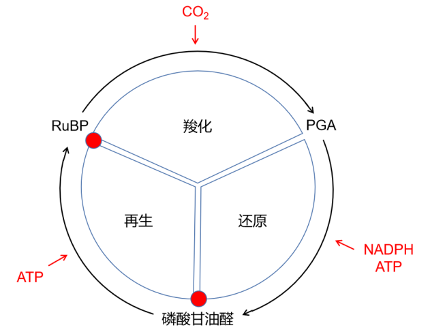 碳在光合作用中的路径 环境百科全书