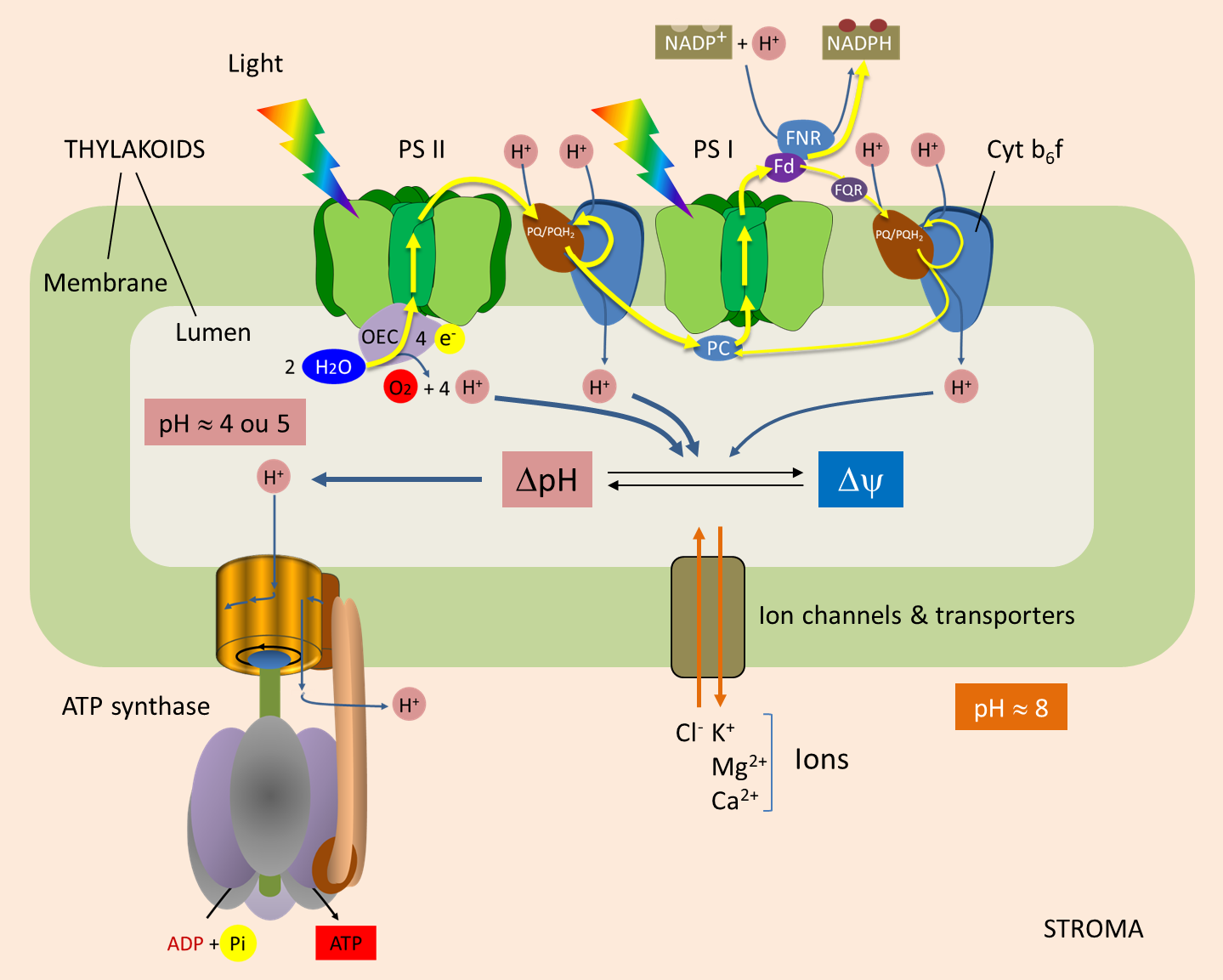 ATP Synthesis Encyclopedia Of The Environment