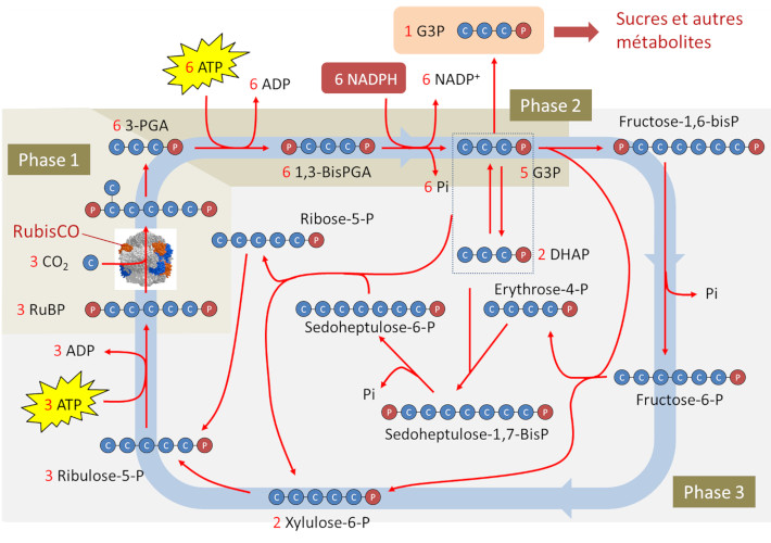 Animation de la photosynthèse du cycle Calvin