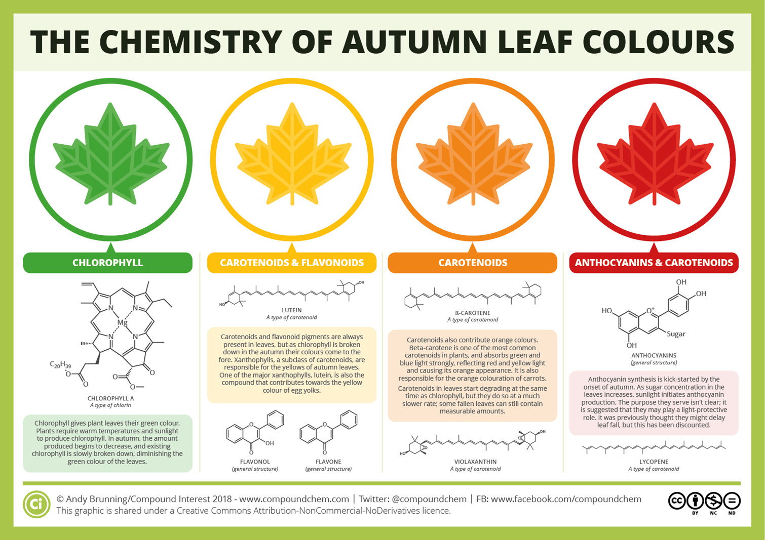 Different Types Of Fall Leaves