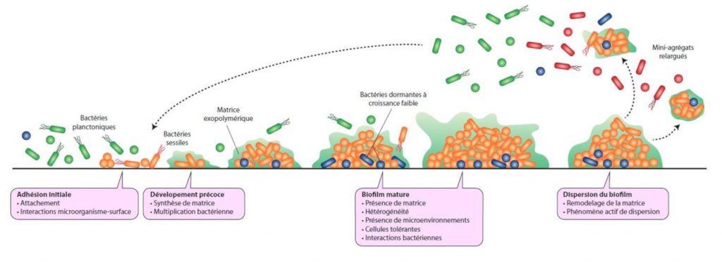 Bacterial biofilms and health - Encyclopédie de l'environnement