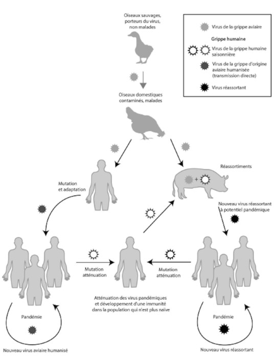 Viral pandemics of the modern era - Encyclopedia of the Environment