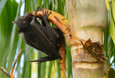 环境百科全是-生命-以棕榈树为食的pteropus alecto蝙蝠