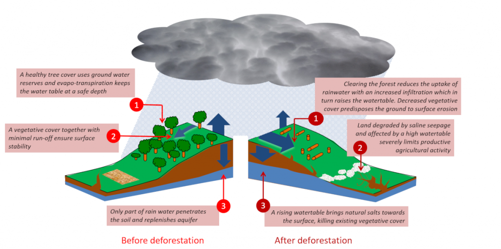 Land salinization Encyclopedia of the Environment