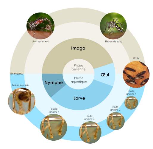 Le cycle du moustique, ses lieux de prédilection et ses périodes d