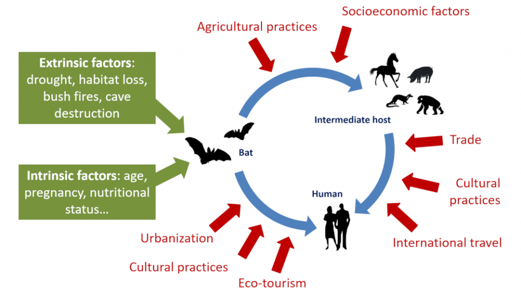 Bats and viruses or how to live together in harmony – Encyclopedia of