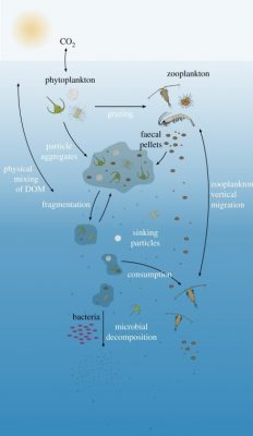 The ocean’s biological carbon pump – Encyclopedia of the Environment