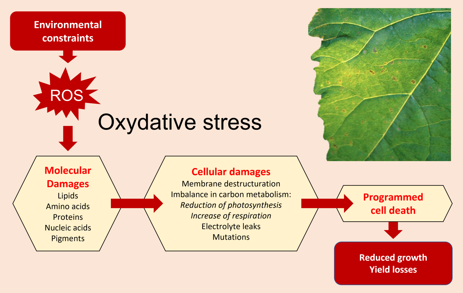 Environmental Constraints And Oxidative Stress In Plants Encyclopedia